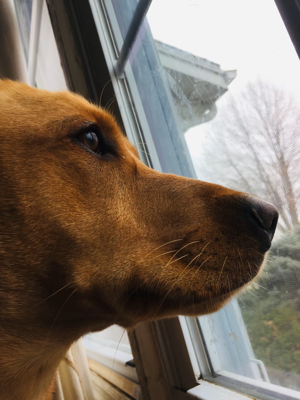 Liliana looking out a window. Trying to be an inspiration to the team.