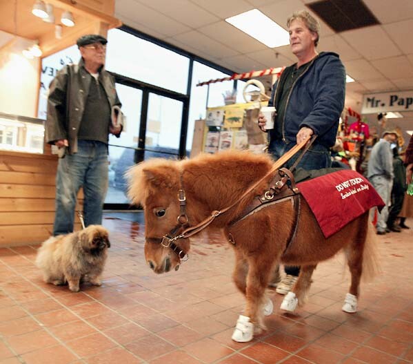 Dan Shaw and his Guide Horse Cuddles make their way through a shopping mall.